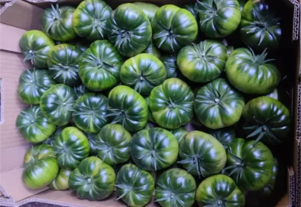Raf Iglesias Tomates Raf