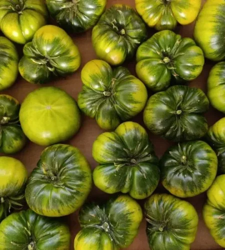 Tomates Raf iglesiasraf caja