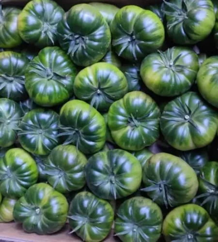 Raf Iglesias Tomates Raf